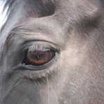 馬の目の写真
